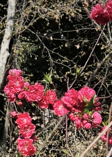 海棠花未烬