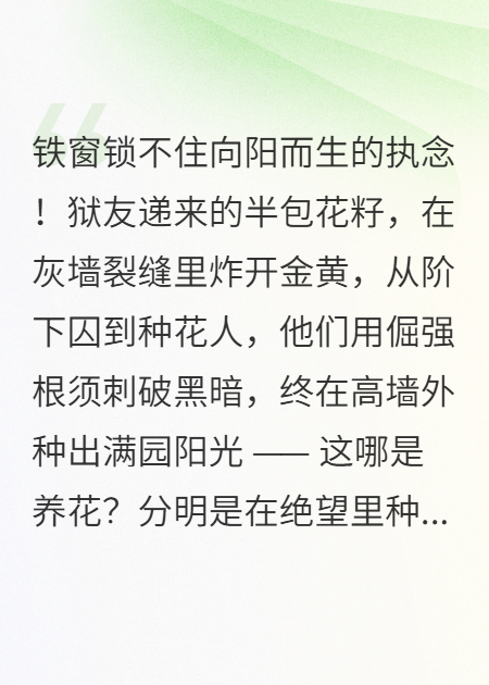 墙缝里的向日葵