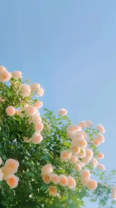 终是错付烬往昔