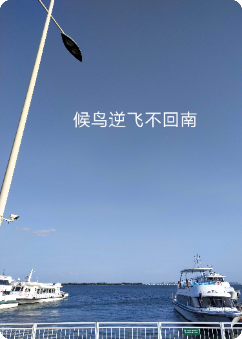 候鸟逆飞不回南