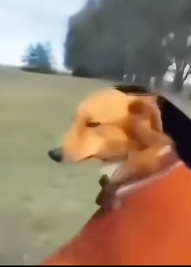 和狗狗踏上猎魔之旅