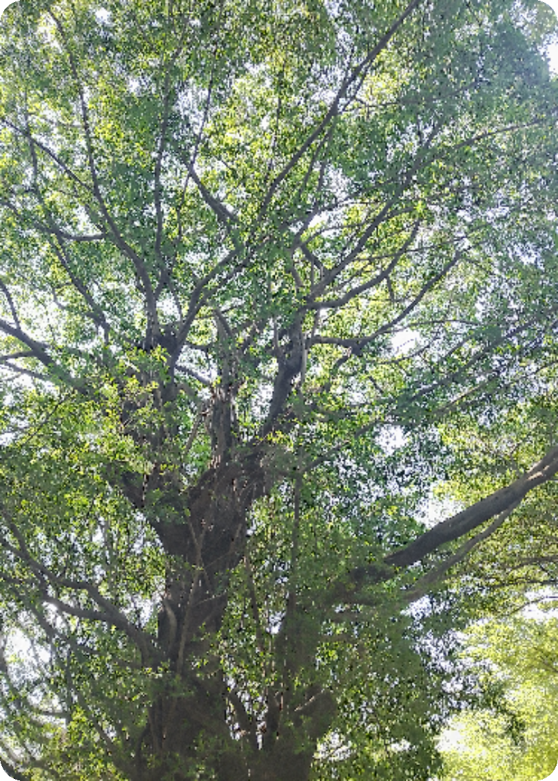 偏执总裁的复仇指南