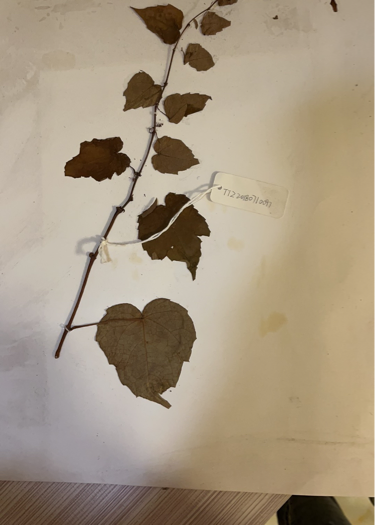 网恋奔现遭绑架，听闻赎金我淡定要求加码